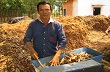 Trồng nghệ xen canh với cao su 